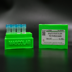 Dirofilaria immitis